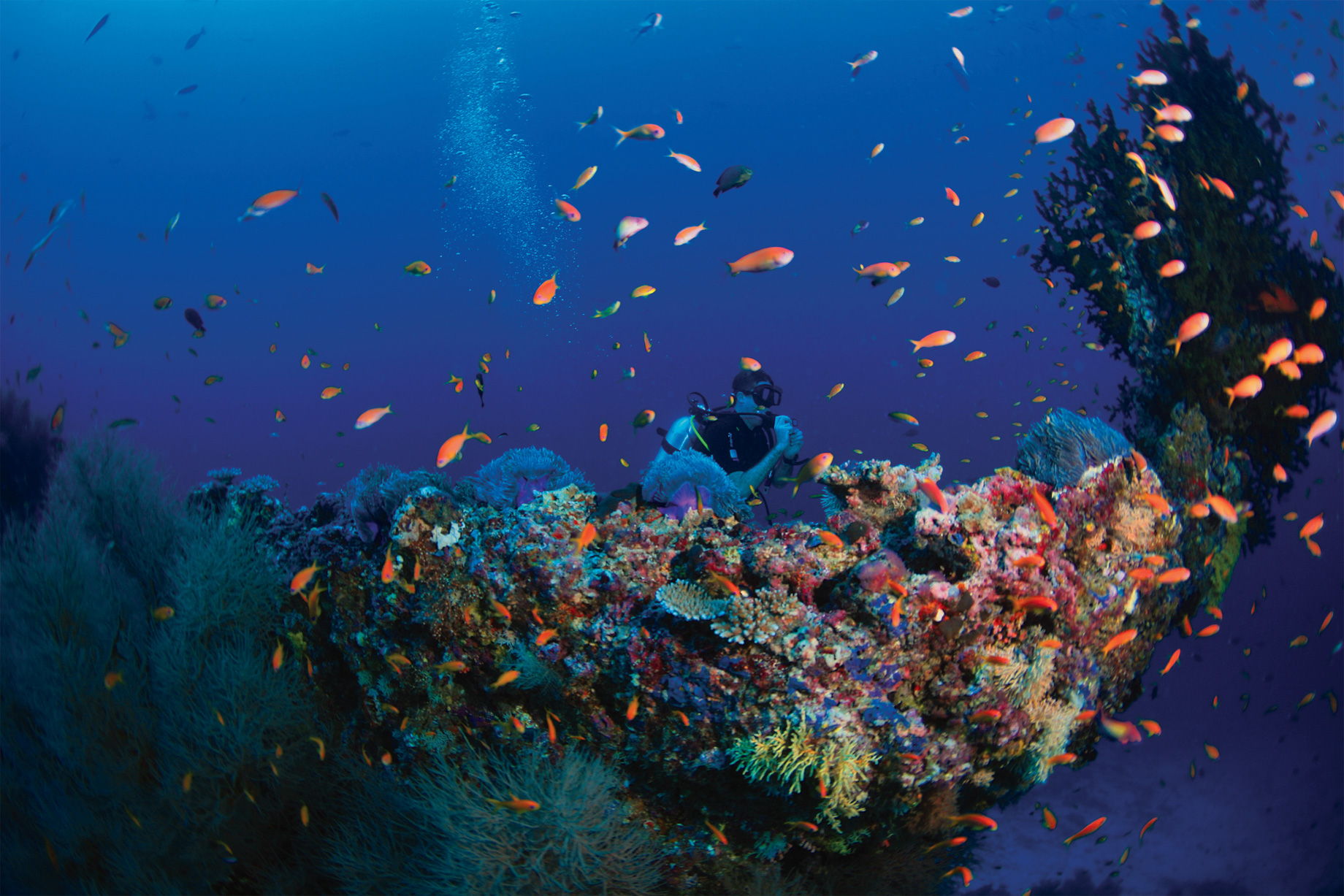Amilla Fushi Resort and Residences – Baa Atoll, Maldives – Underwater Scuba Diving
