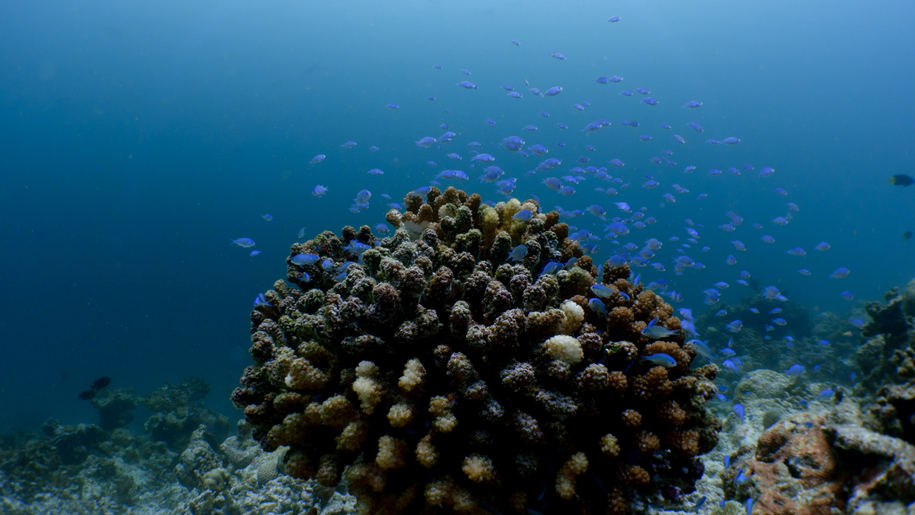 Amilla Fushi Resort and Residences – Baa Atoll, Maldives – Underwater Ocean View