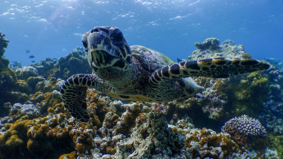 Amilla Fushi Resort and Residences - Baa Atoll, Maldives - Underwater Sea Turtle