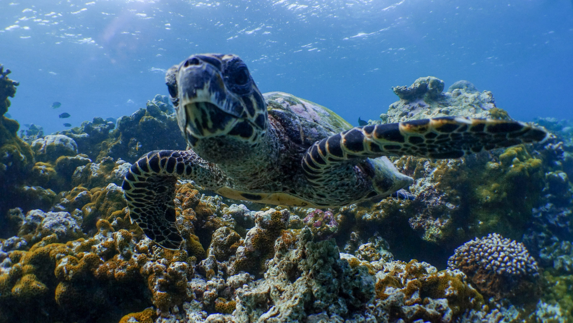 Amilla Fushi Resort and Residences – Baa Atoll, Maldives – Underwater Sea Turtle