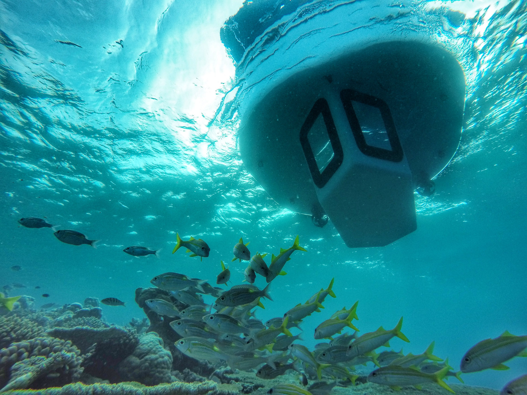 Amilla Fushi Resort and Residences – Baa Atoll, Maldives – Penguin Glass Bottom Boat Underwater View