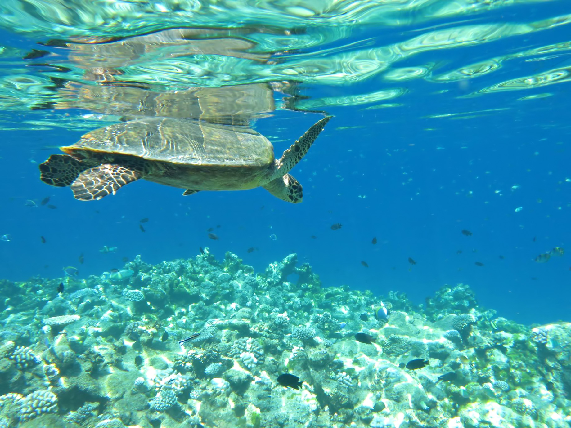 One&Only Reethi Rah Resort – North Male Atoll, Maldives – Underwater Sea Turtle