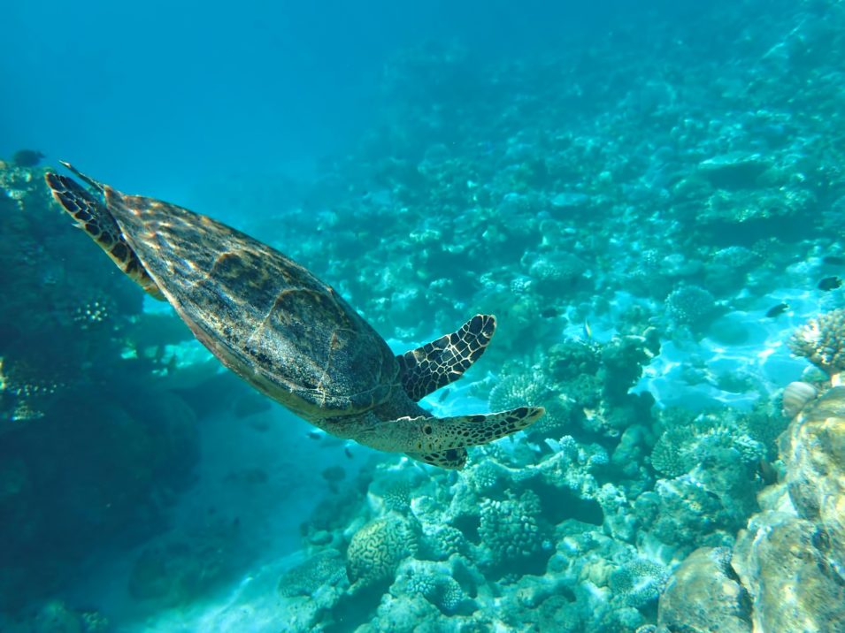 One&Only Reethi Rah Resort - North Male Atoll, Maldives - Underwater Sea Turtle