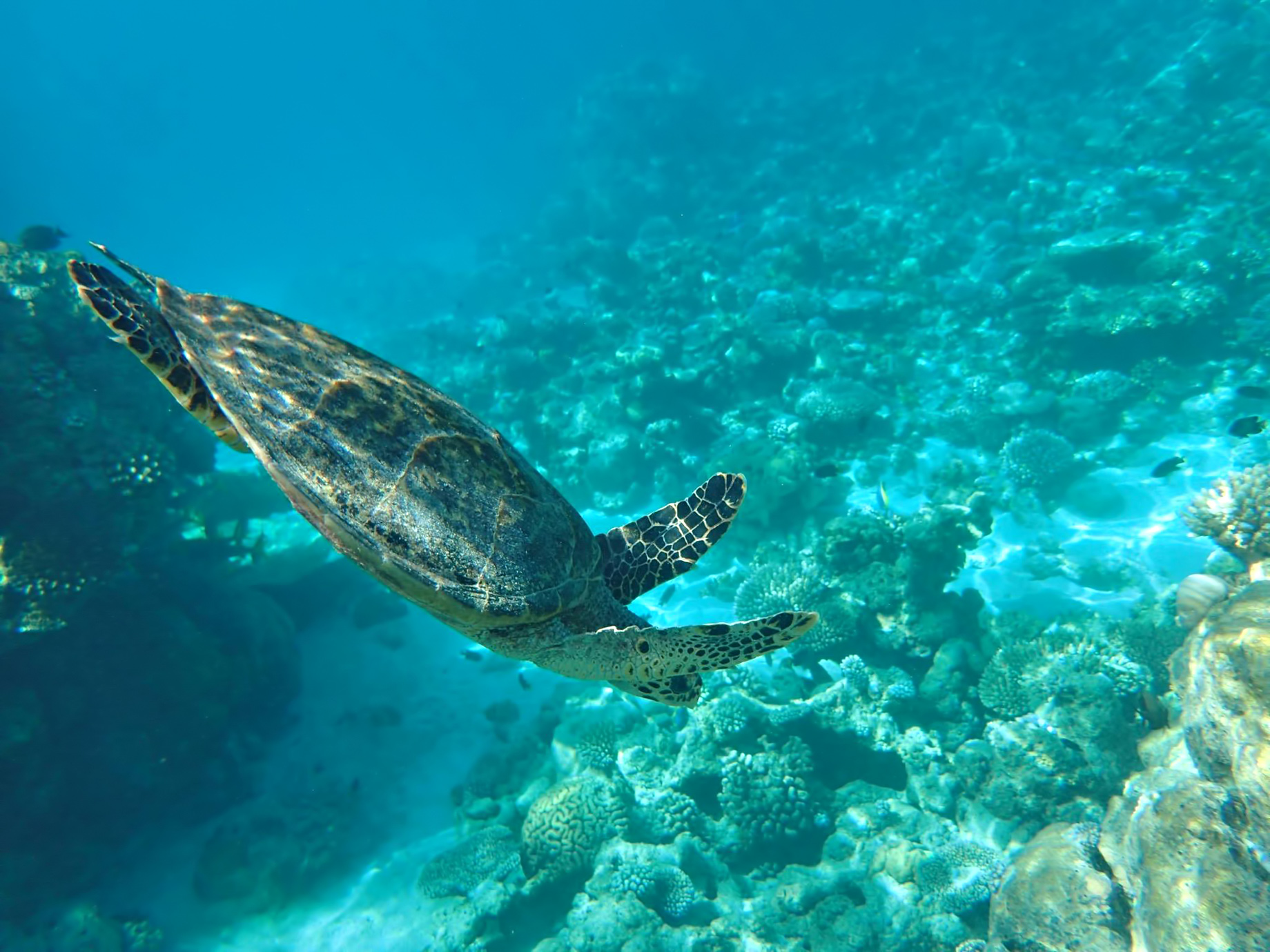 One&Only Reethi Rah Resort – North Male Atoll, Maldives – Underwater Sea Turtle