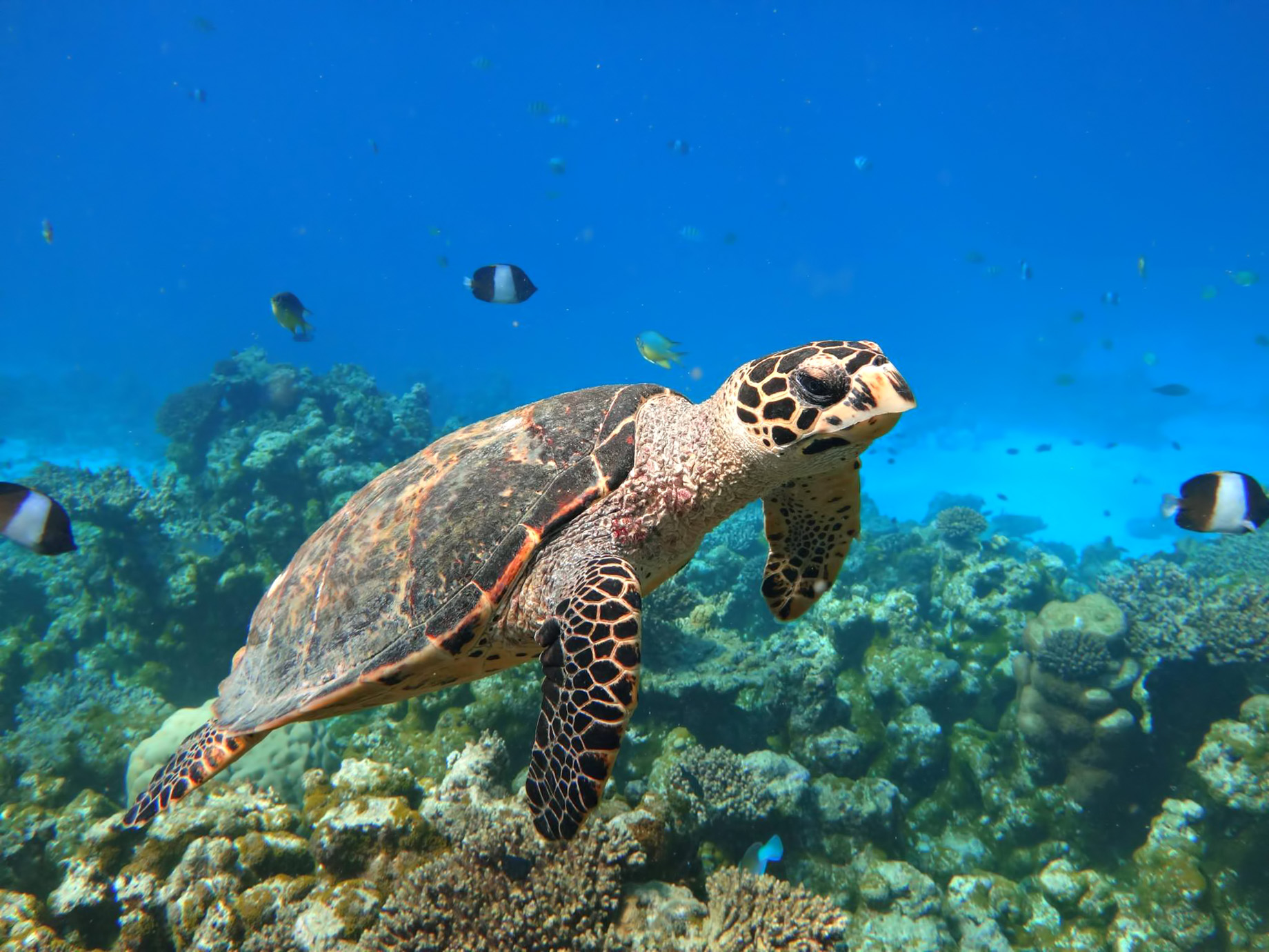 One&Only Reethi Rah Resort – North Male Atoll, Maldives – Underwater Sea Turtle
