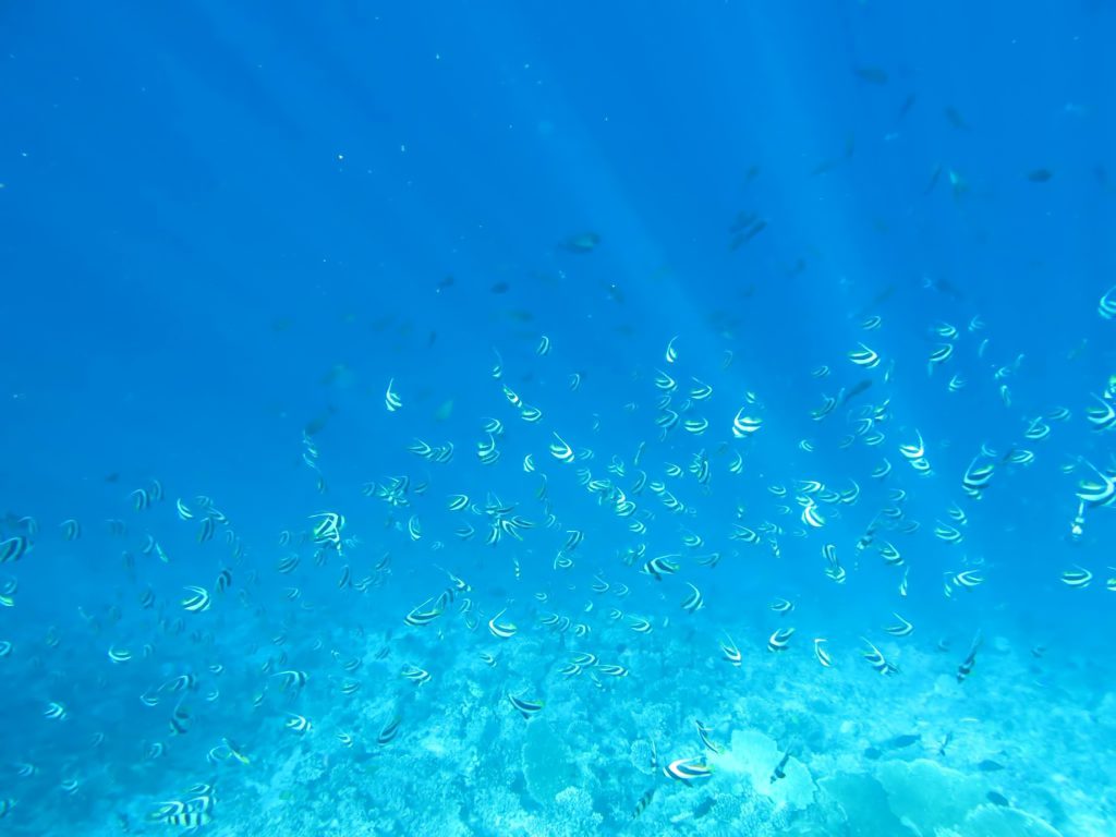 One&Only Reethi Rah Resort - North Male Atoll, Maldives - Underwater Tropical Fish