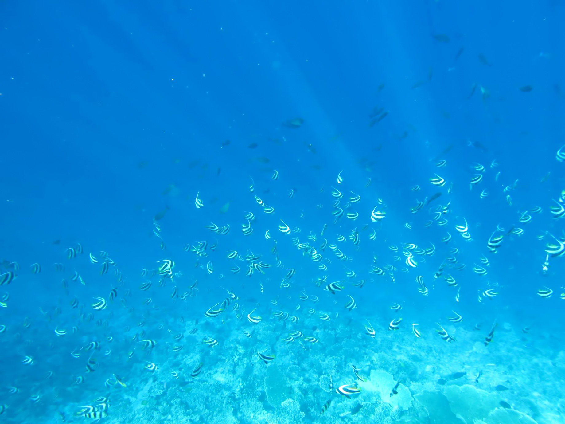 One&Only Reethi Rah Resort – North Male Atoll, Maldives – Underwater Tropical Fish