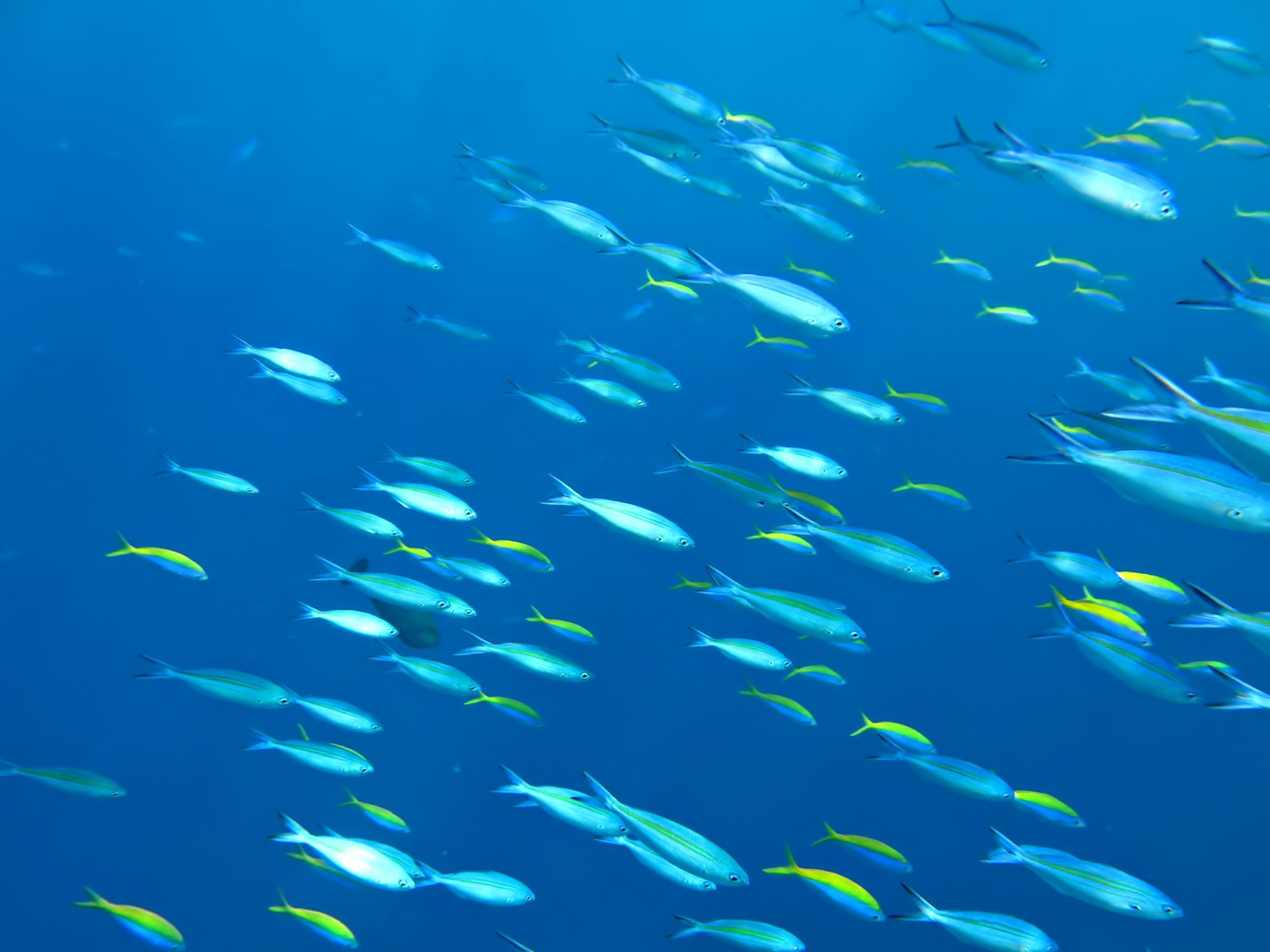 One&Only Reethi Rah Resort - North Male Atoll, Maldives - Underwater Tropical Fish