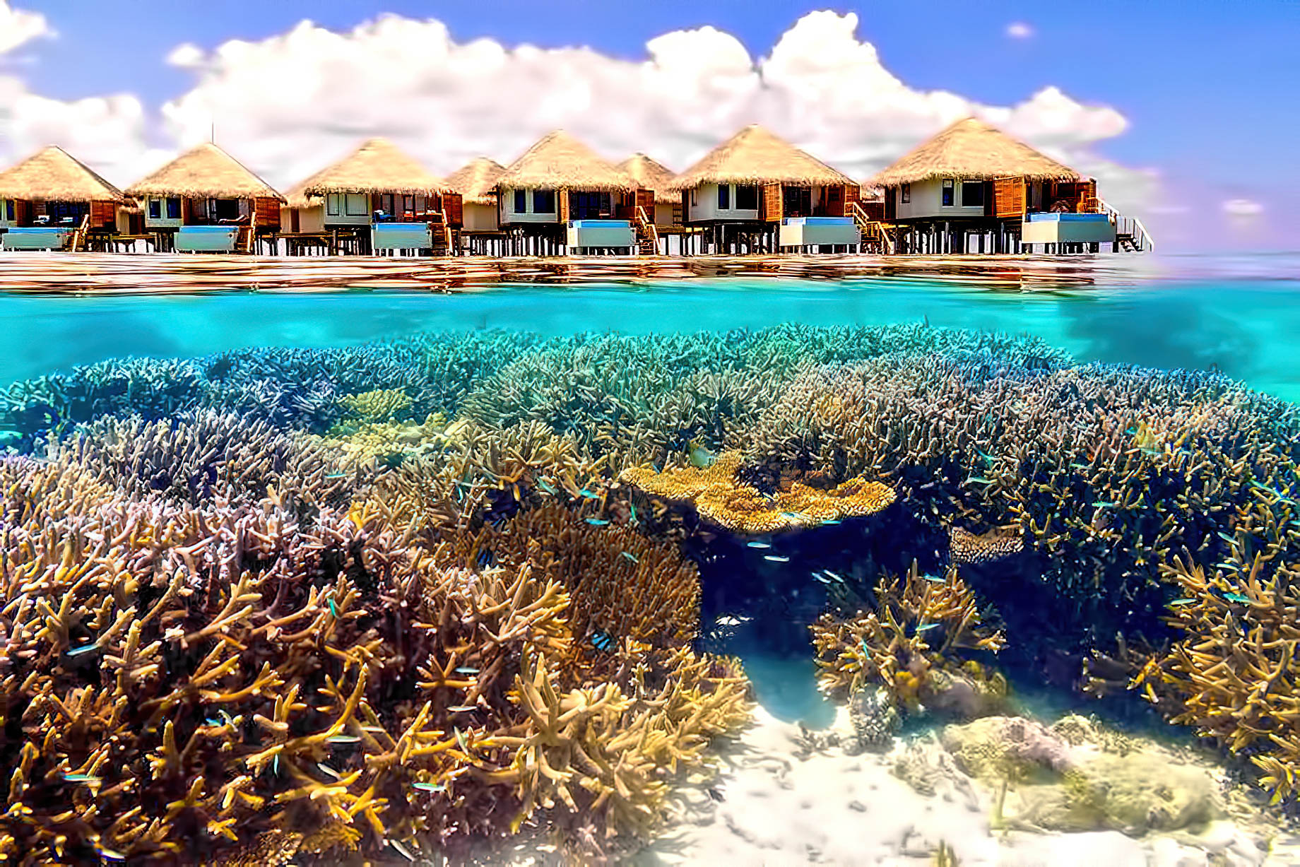 Velassaru Maldives Resort – South Male Atoll, Maldives - Underwater View