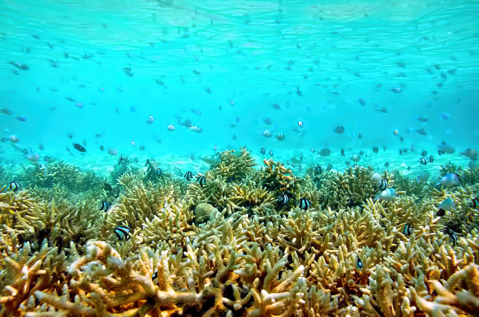Velassaru Maldives Resort – South Male Atoll, Maldives - Underwater View