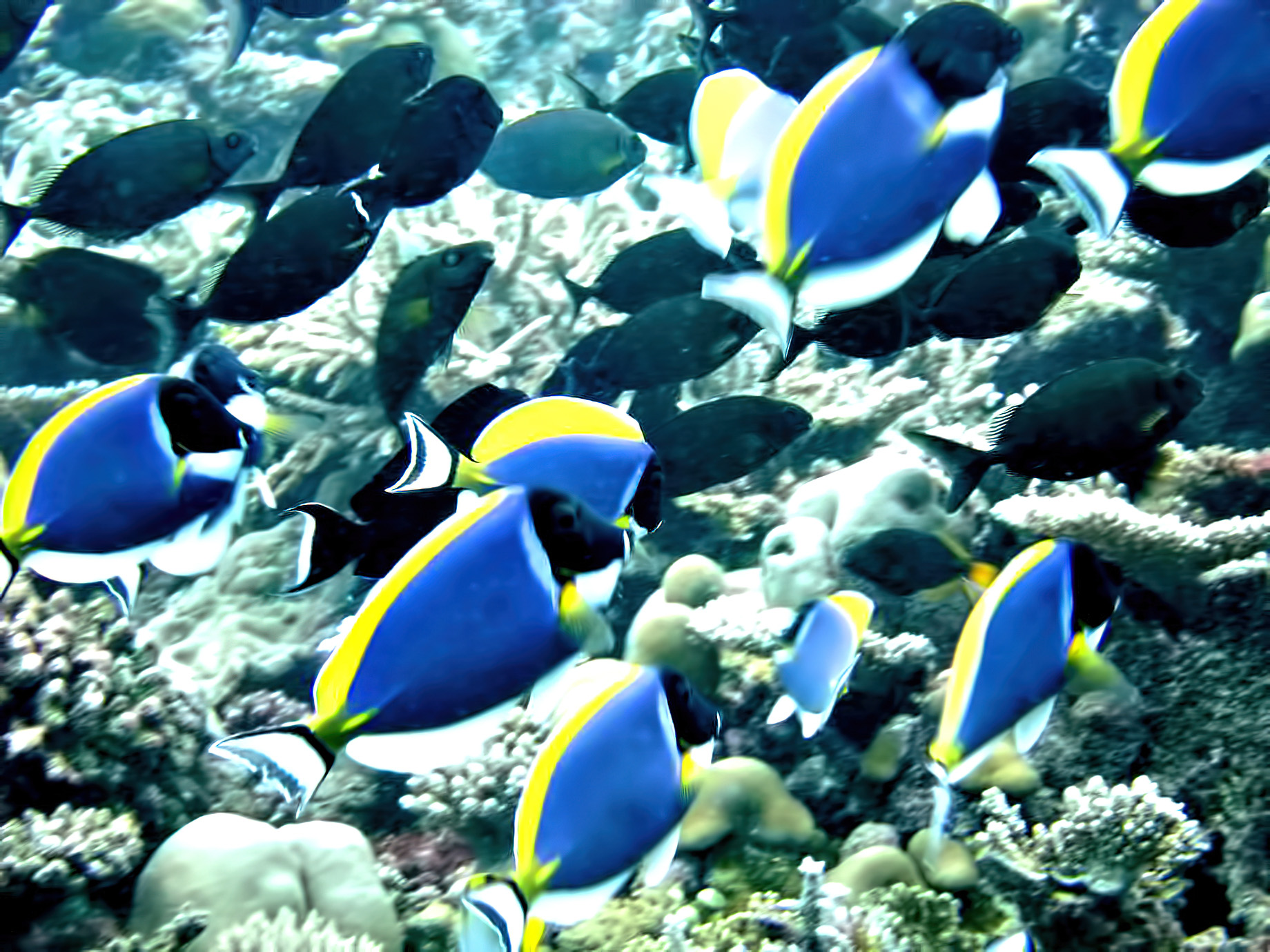 Velassaru Maldives Resort – South Male Atoll, Maldives – Underwater Fish
