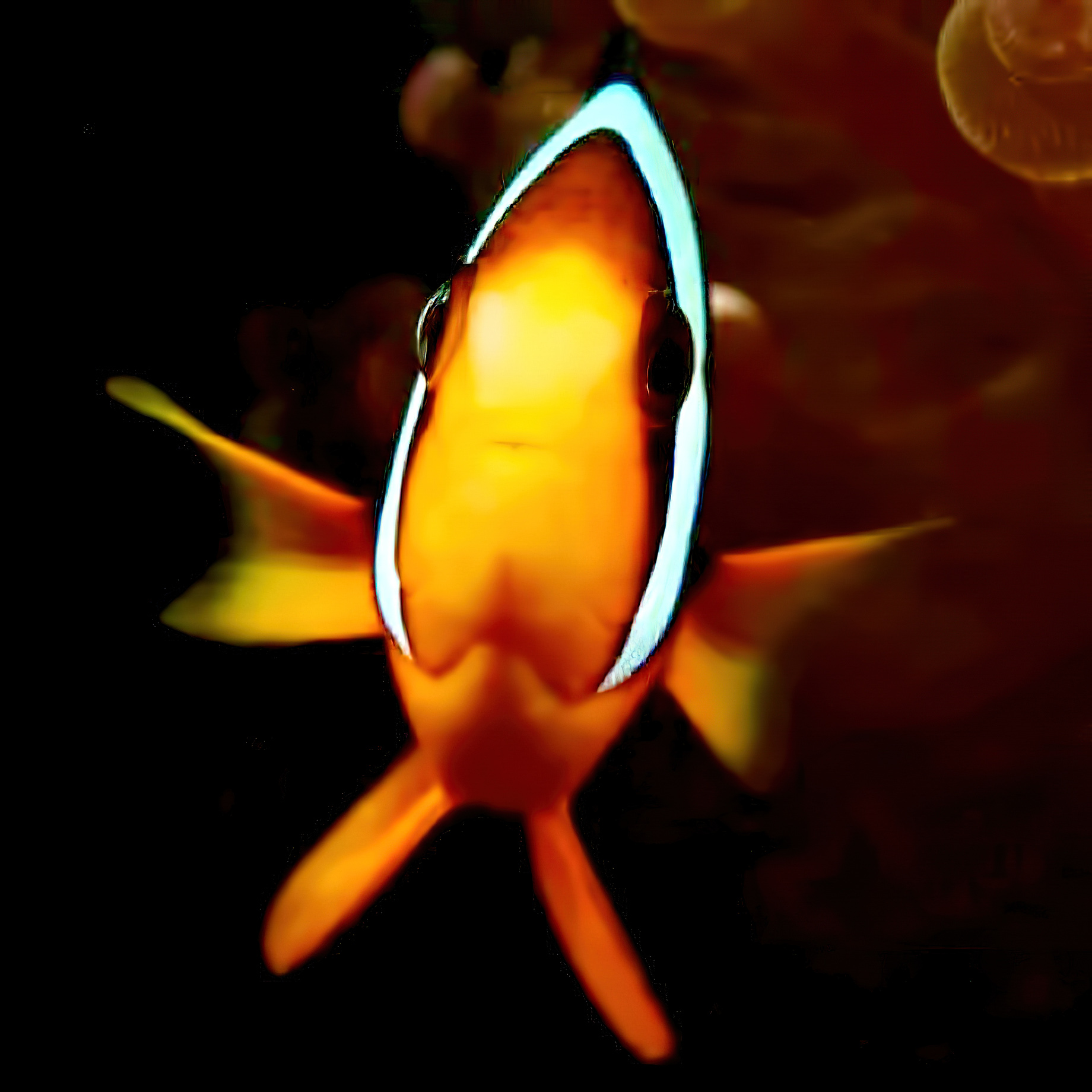 Velassaru Maldives Resort – South Male Atoll, Maldives - Tropical Fish