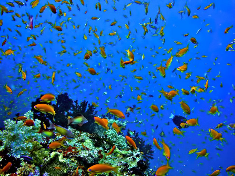 Velassaru Maldives Resort – South Male Atoll, Maldives - Tropical Fish
