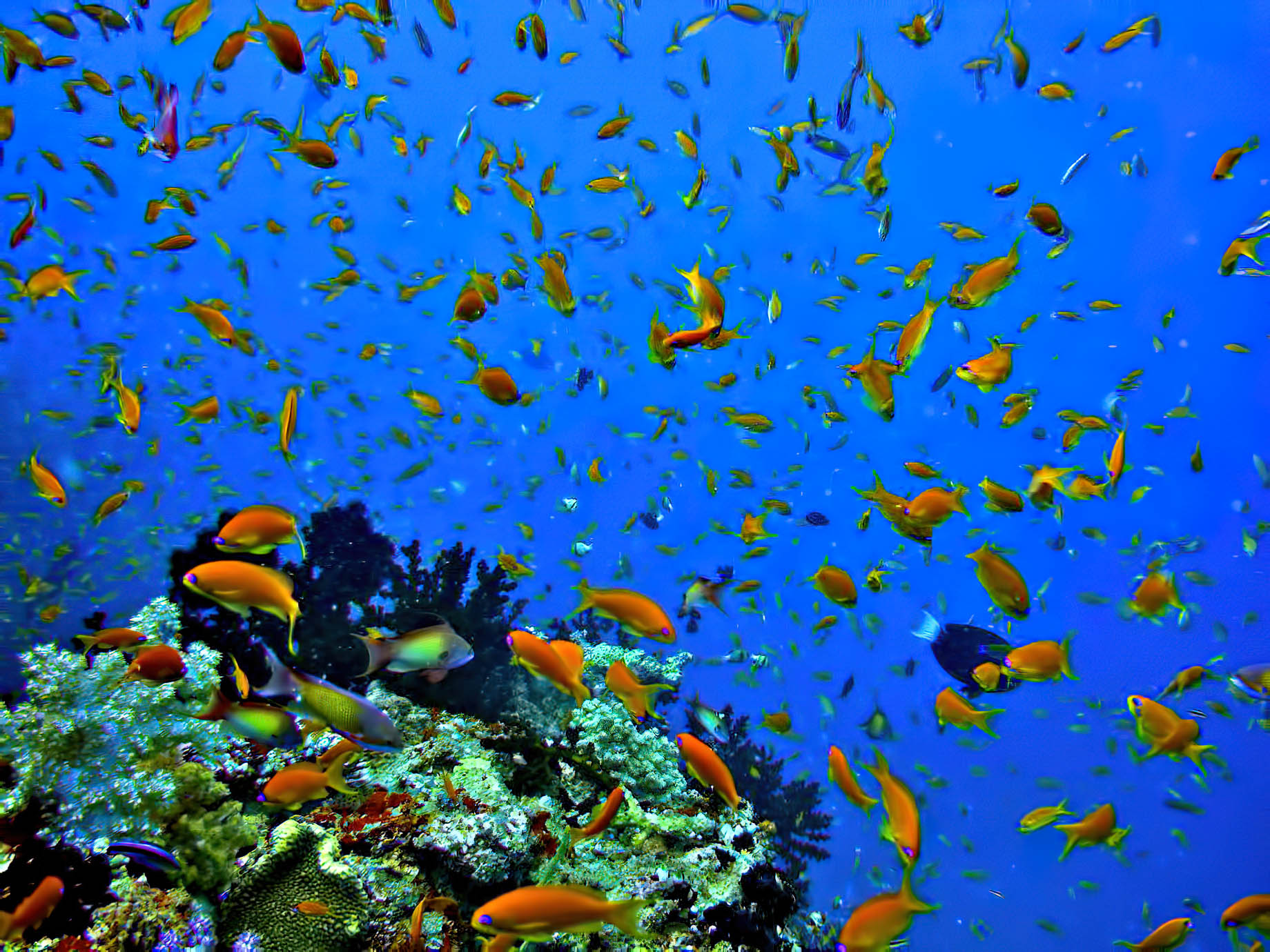 Velassaru Maldives Resort – South Male Atoll, Maldives – Tropical Fish