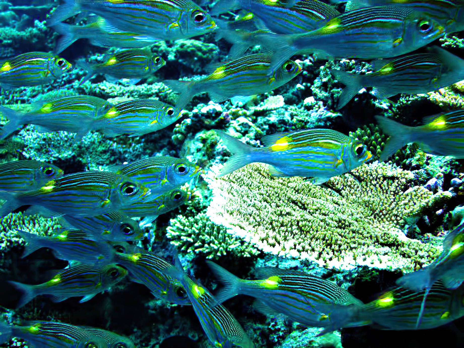 Velassaru Maldives Resort – South Male Atoll, Maldives – Tropical Fish