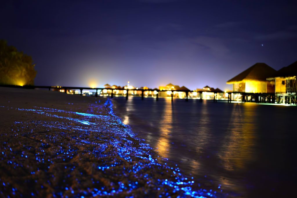 Gili Lankanfushi Resort - North Male Atoll, Maldives - Bioluminescent Beach Night View