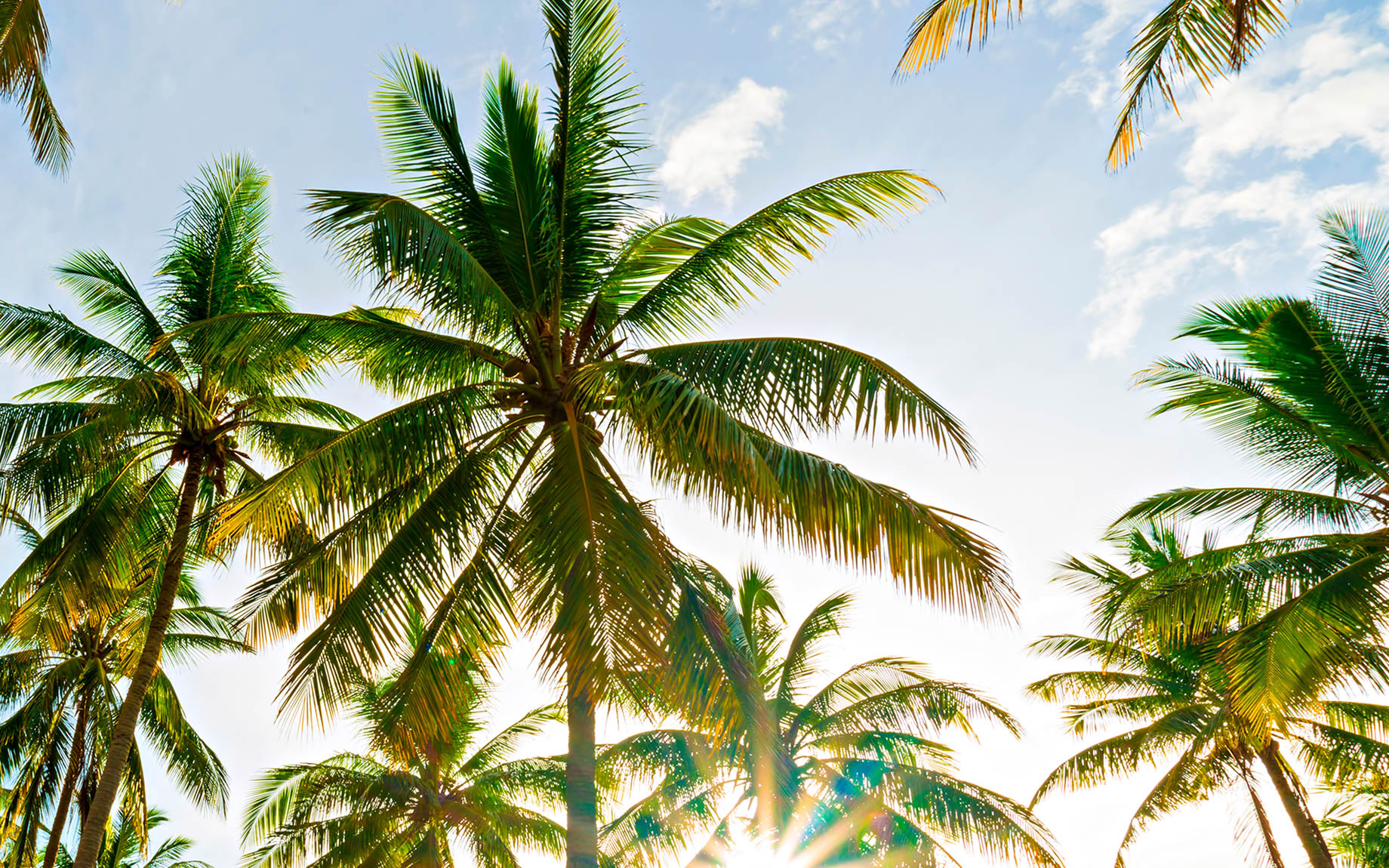 One&Only Reethi Rah Resort – North Male Atoll, Maldives – Palm Trees