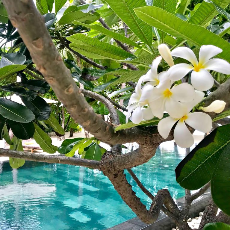 Cheval Blanc Randheli Resort – Noonu Atoll, Maldives – Poolside Tropical Flowers