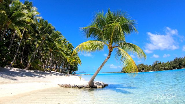 Palm Tree, Tropical Beach, Sea Sounds - Motu Tane Island, Bora Bora, French Polynesia - 4K Travel Video
