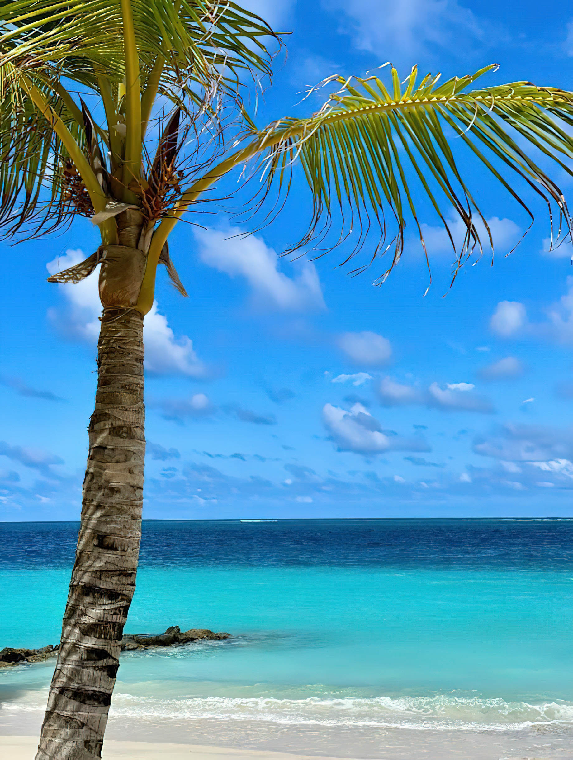 JW Marriott Maldives Resort & Spa – Shaviyani Atoll, Maldives – Paradise Palm Tree