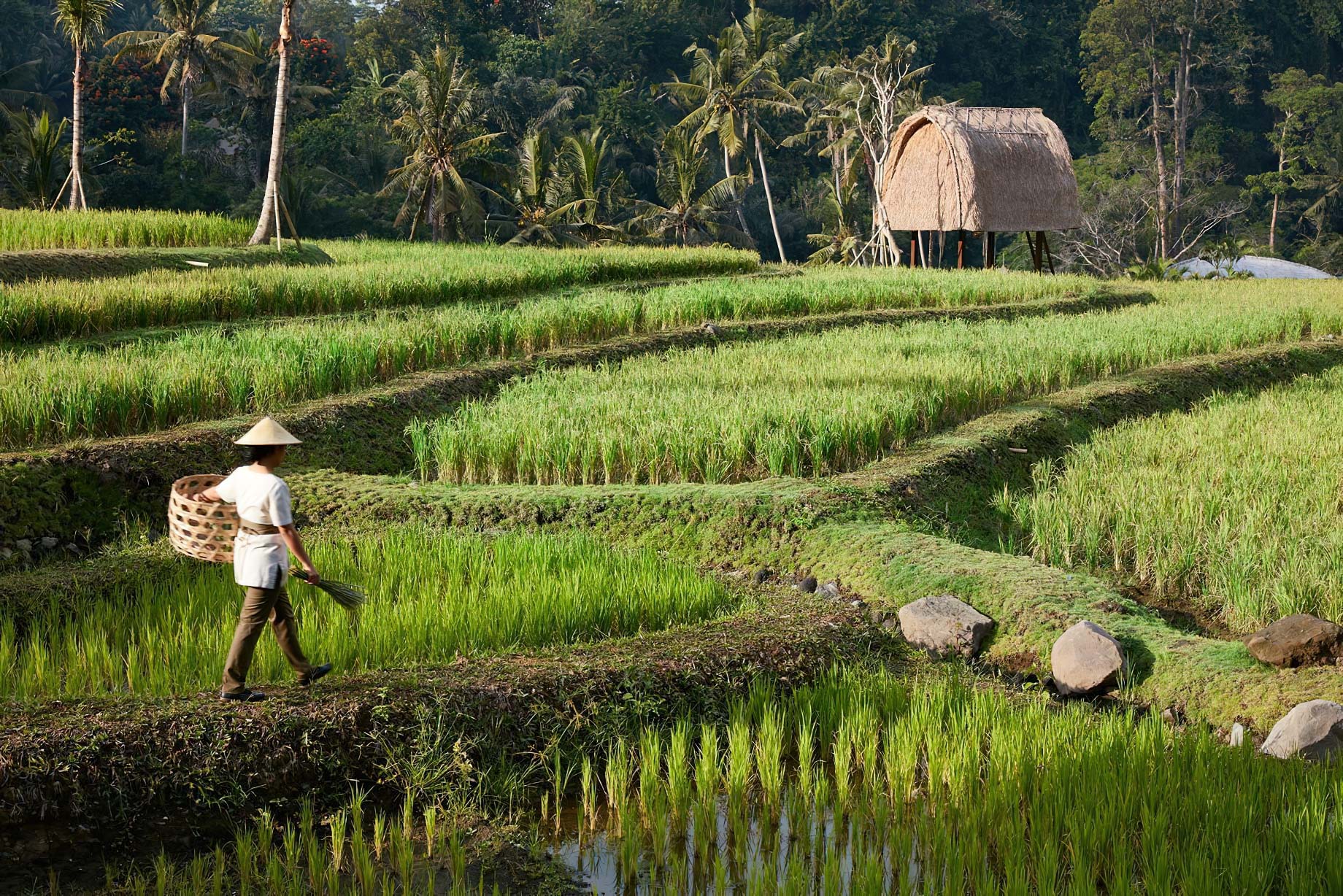The Ritz-Carlton, Mandapa Reserve Resort – Ubud, Bali, Indonesia – Rice Field