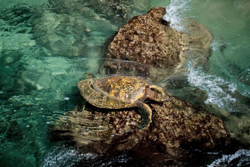 The Ritz-Carlton Maui, Kapalua Resort - Kapalua, HI, USA - Sea Turtle
