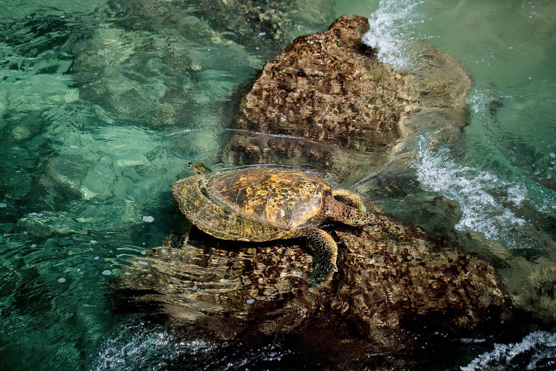 The Ritz-Carlton Maui, Kapalua Resort – Kapalua, HI, USA – Sea Turtle