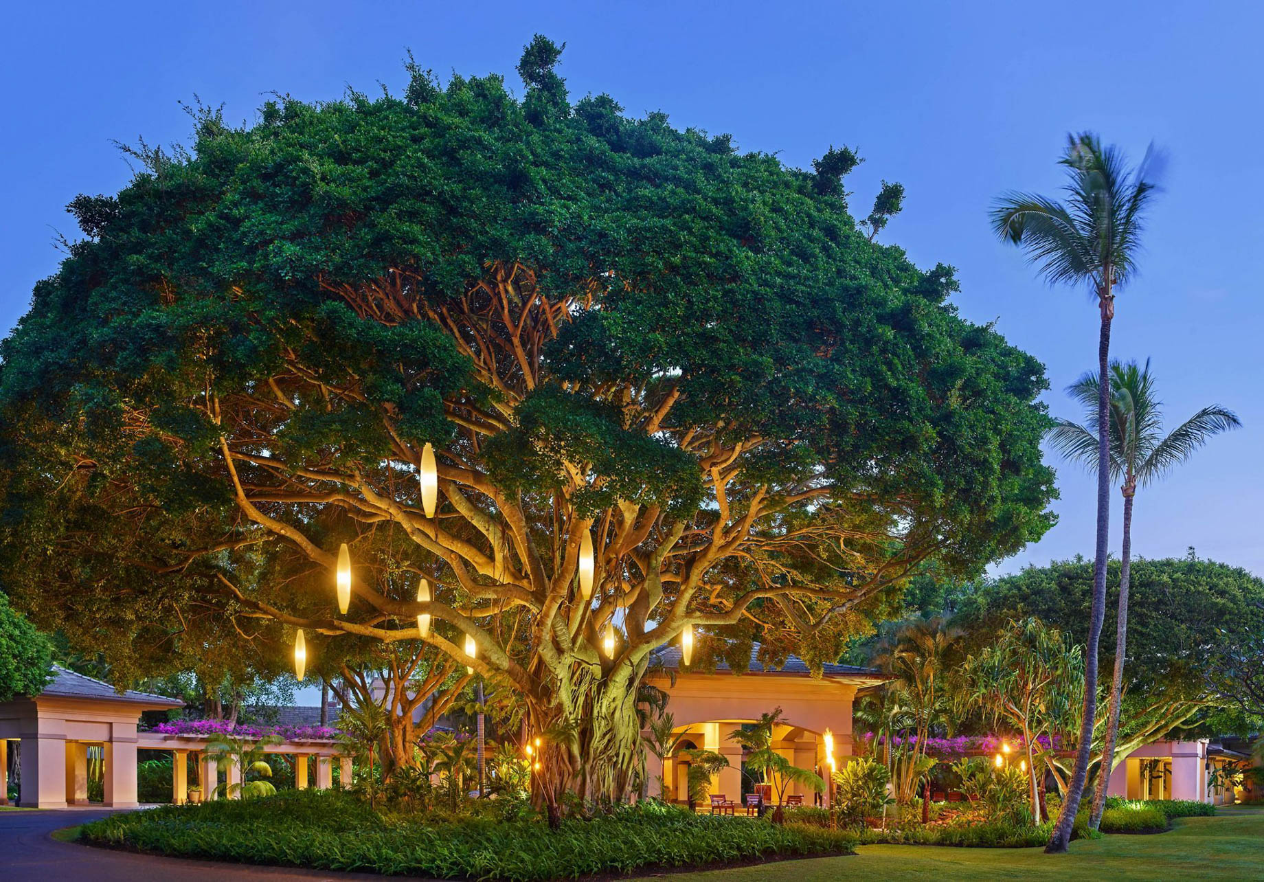 The Ritz-Carlton Maui, Kapalua Resort - Kapalua, HI, USA - Banyan Tree