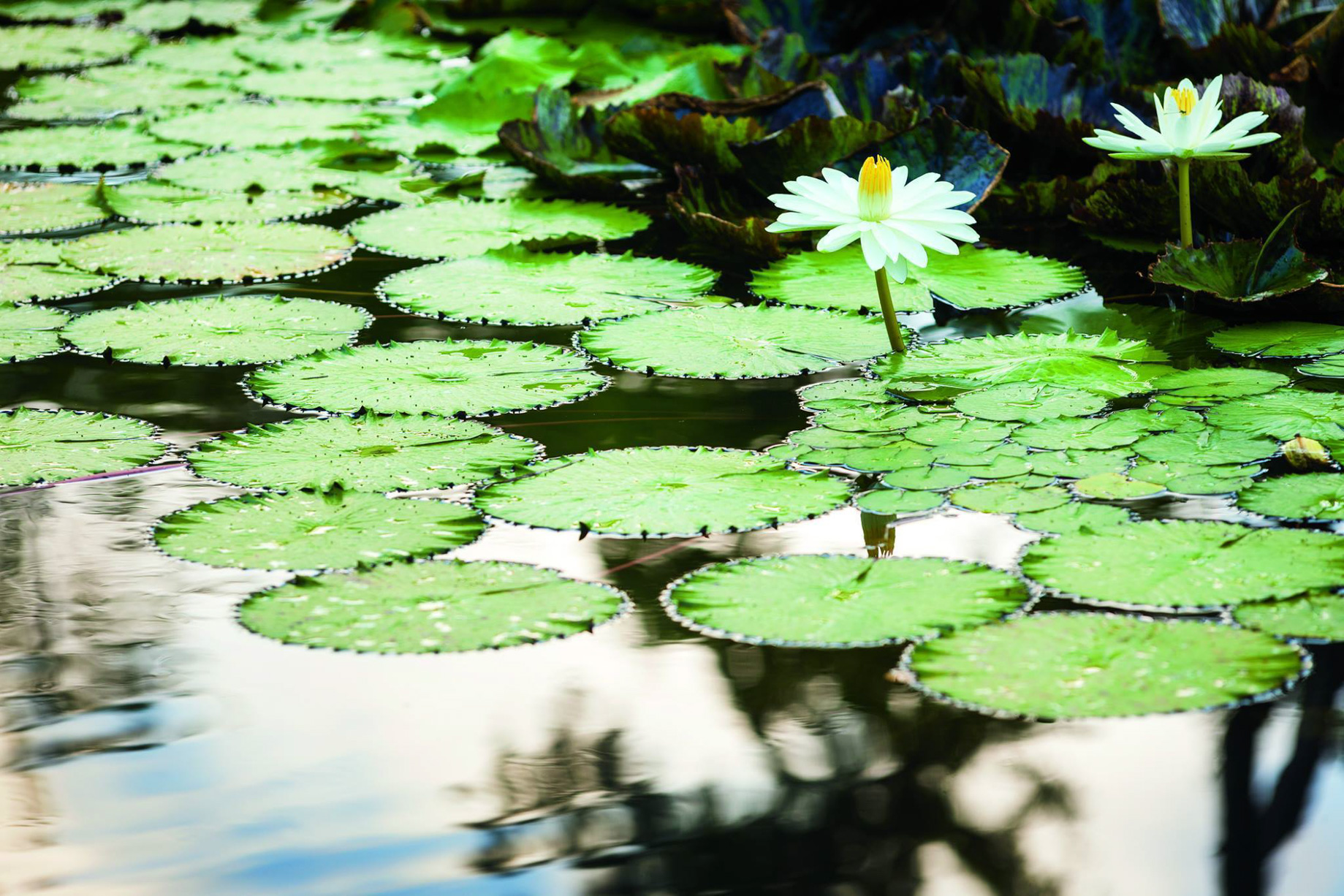 The Ritz-Carlton, Dorado Beach Reserve Resort – Puerto Rico – Welcome Pavilion Relaxation Pond