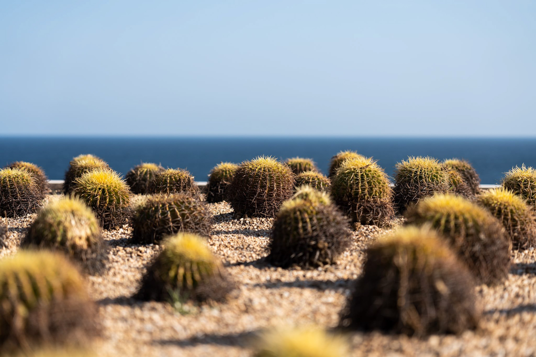 The Ritz-Carlton, Zadun Reserve Resort - Los Cabos, Mexico - Outdoor Landscaping