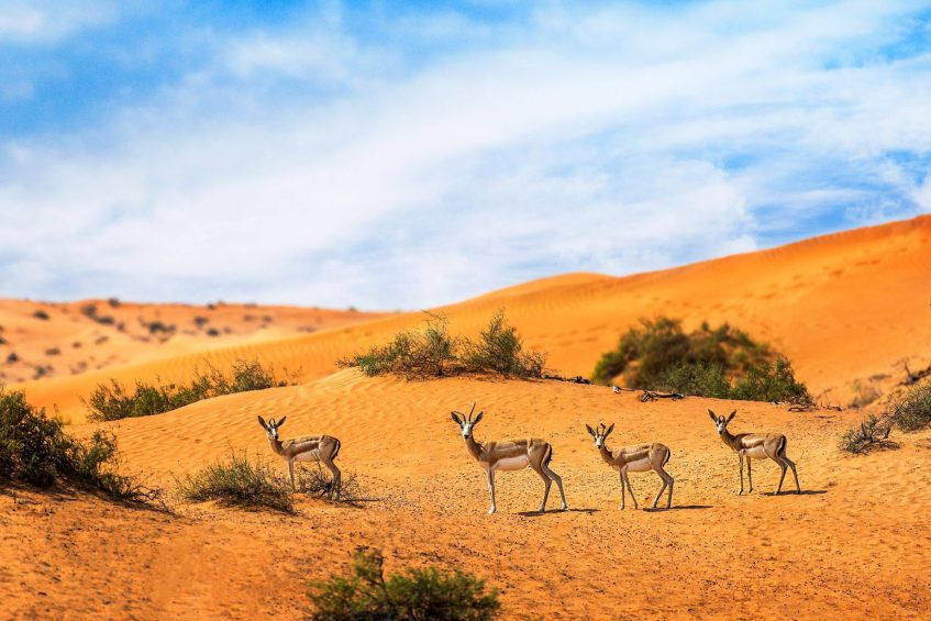 The Ritz-Carlton Ras Al Khaimah, Al Wadi Desert Resort - UAE - Nature