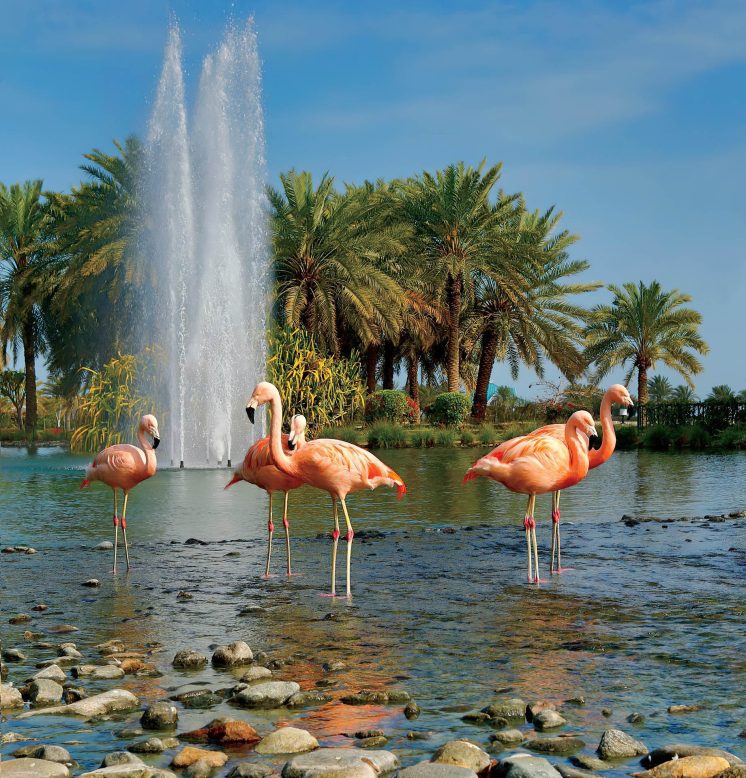 The Ritz-Carlton, Bahrain Resort Hotel - Manama, Bahrain - Flamingos