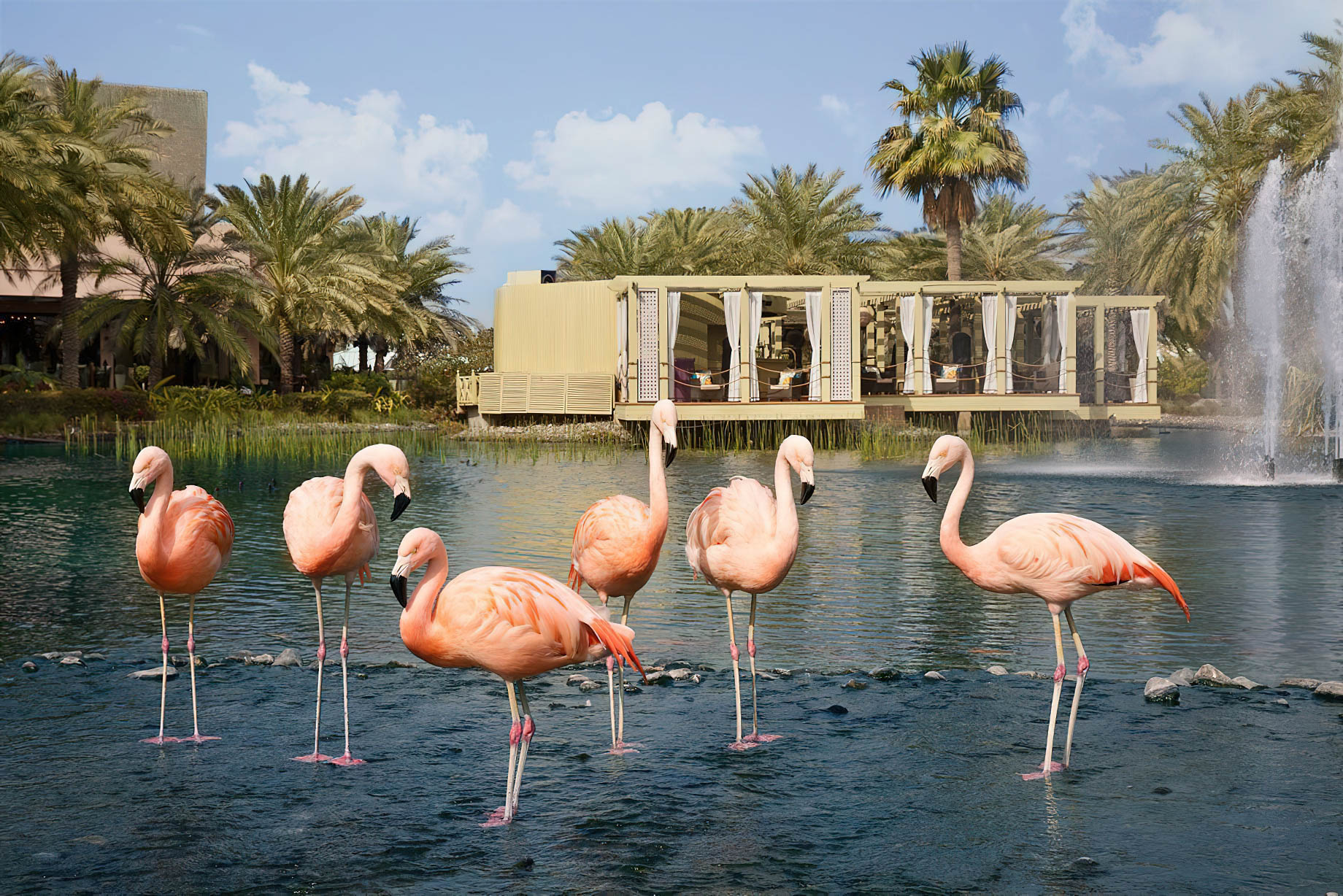 The Ritz-Carlton, Bahrain Resort Hotel – Manama, Bahrain – Flamingos