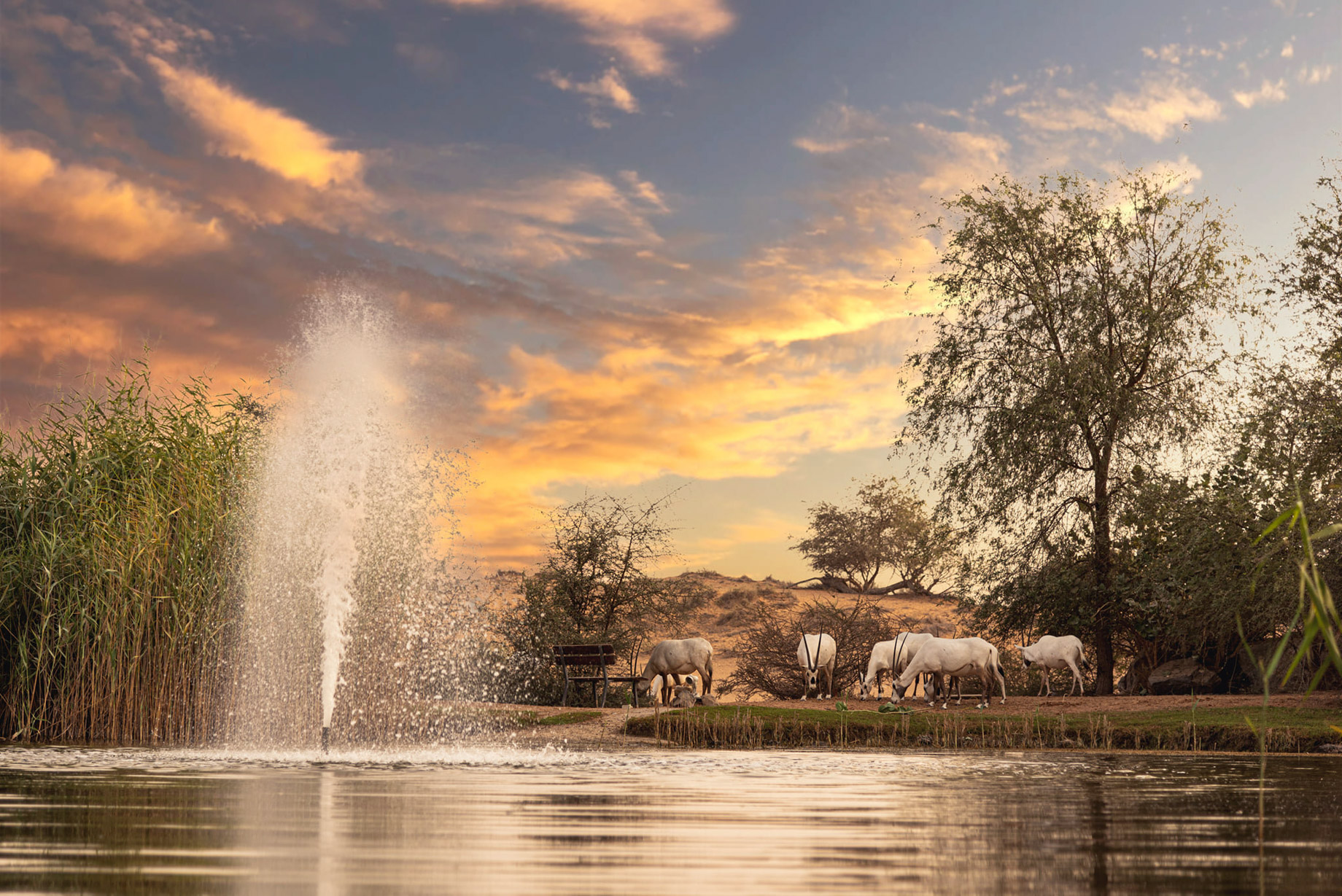 The Ritz-Carlton Ras Al Khaimah, Al Wadi Desert Resort – UAE – Nature Sunset