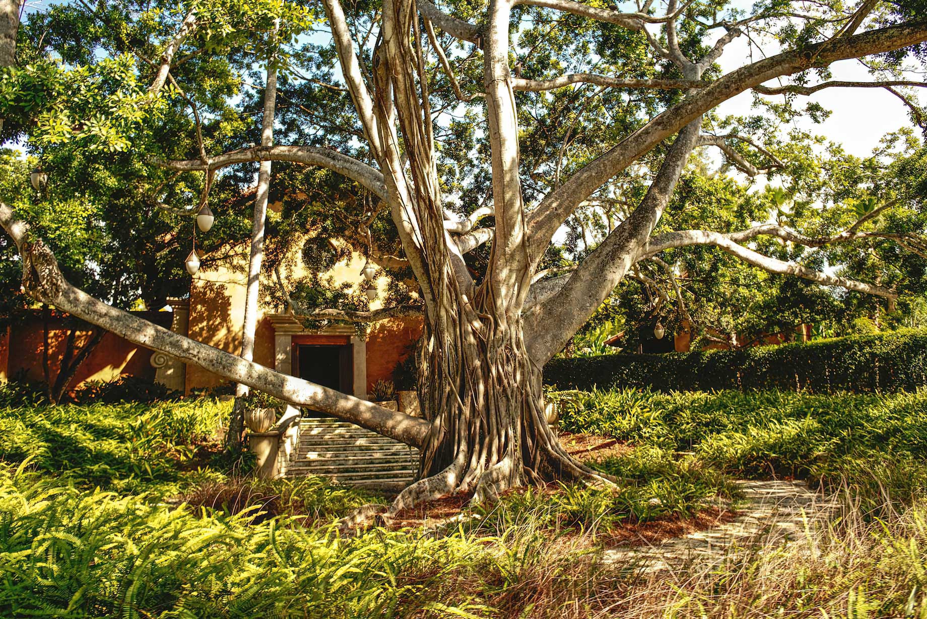 The Ritz-Carlton, Dorado Beach Reserve Resort – Puerto Rico – Spa Botanico 100 Year Old Ficus Tree