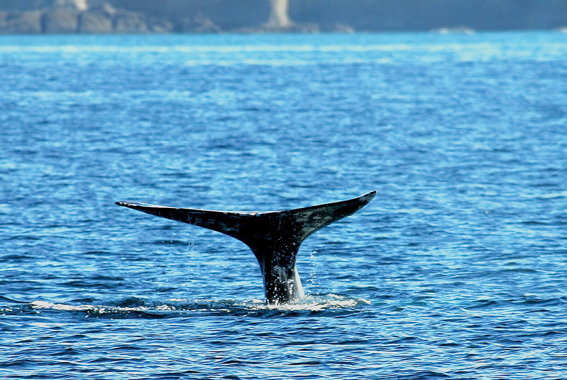 The Ritz-Carlton, Laguna Niguel Resort – Dana Point, CA, USA – Whale Watching