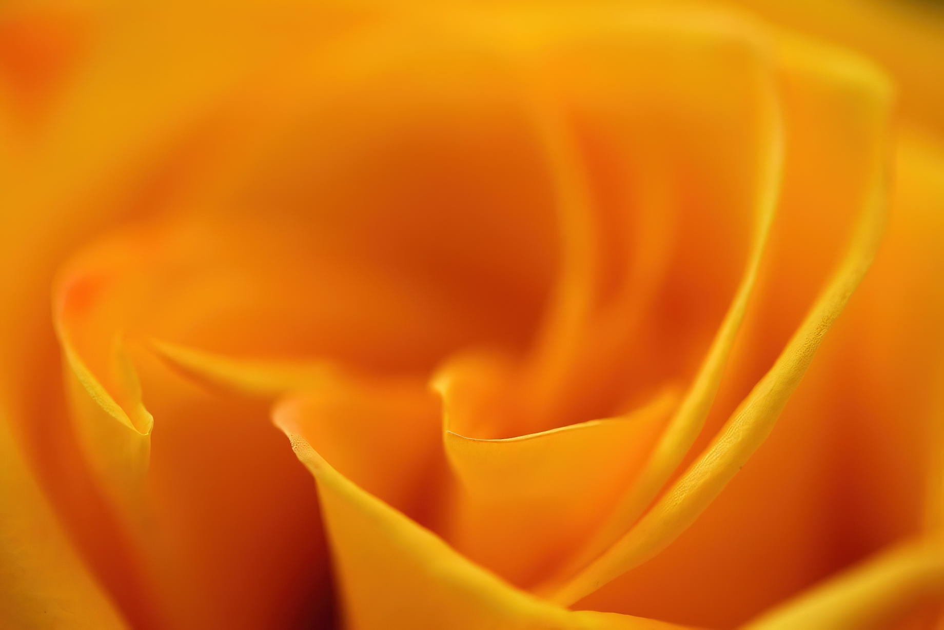 The Ritz-Carlton, Aruba Resort – Palm Beach, Aruba – Flower Decor