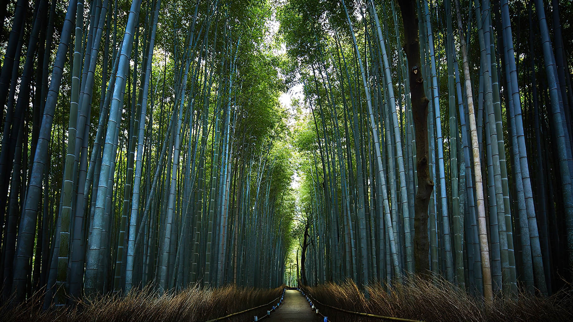 The Ritz-Carlton, Kyoto Hotel – Nakagyo Ward, Kyoto, Japan – Kyoto Bamboo Forest