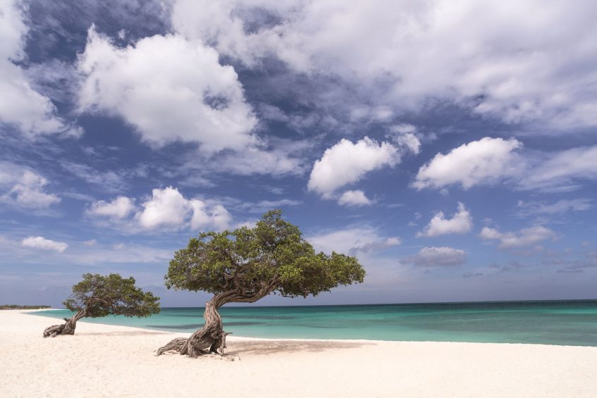 The Ritz-Carlton, Aruba Resort - Palm Beach, Aruba - Beach Trees