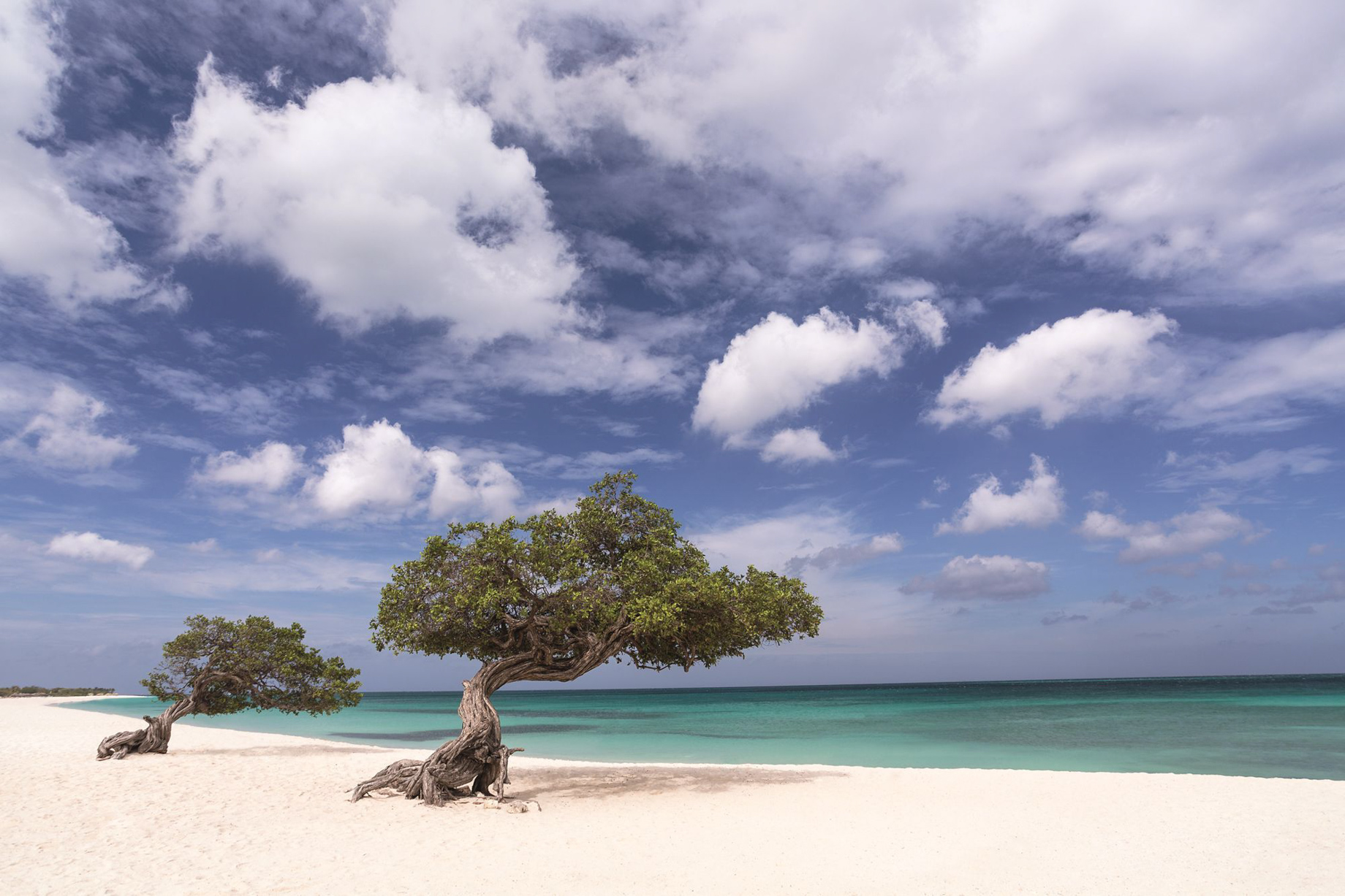 The Ritz-Carlton, Aruba Resort – Palm Beach, Aruba – Beach Trees