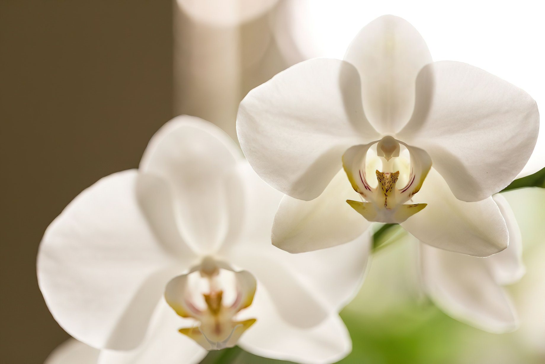 The Ritz-Carlton, Naples Resort – Naples, FL, USA – Spa