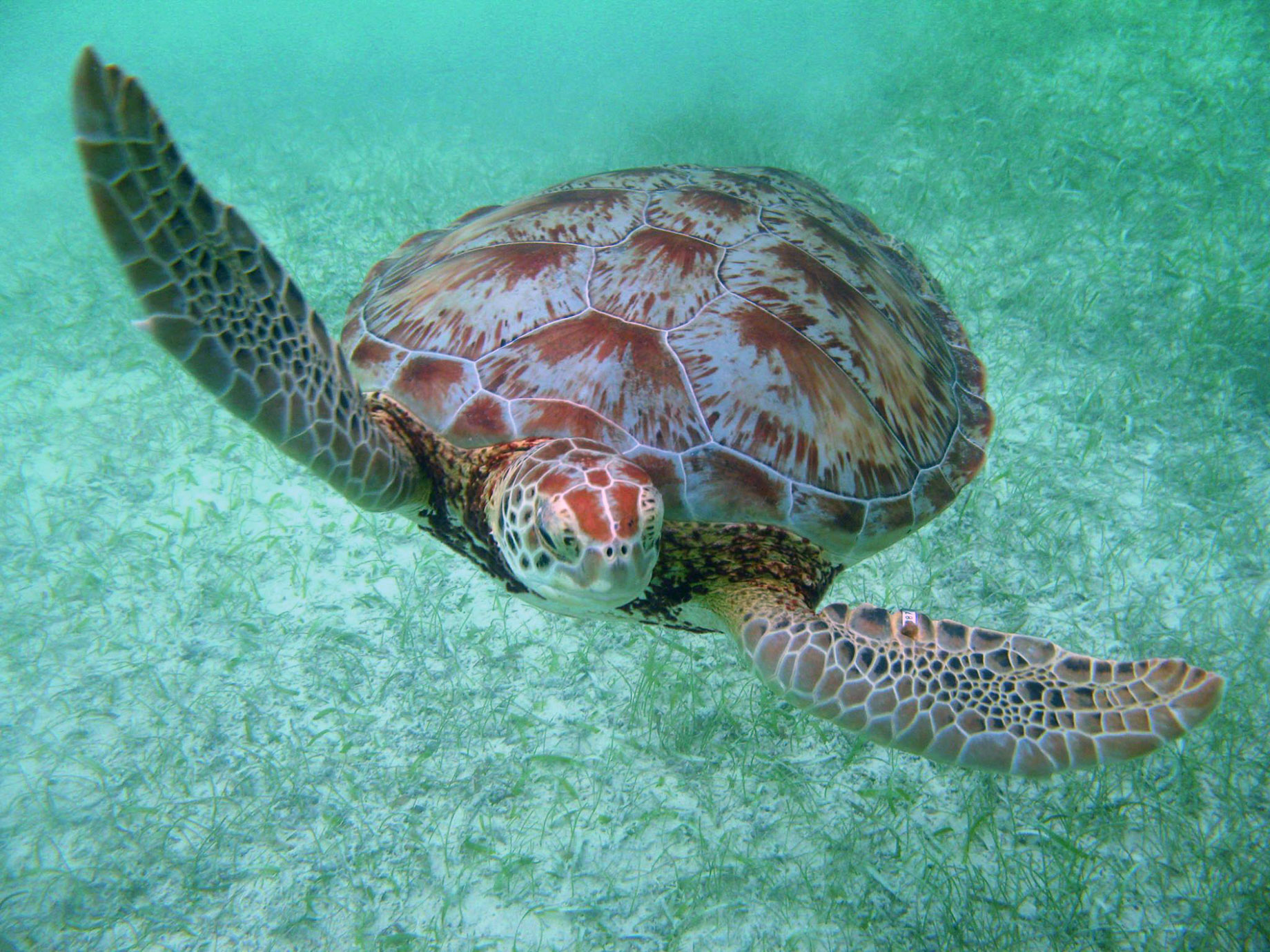 The Ritz-Carlton, Fort Lauderdale Hotel – Fort Lauderdale, FL, USA – Sea Turtle