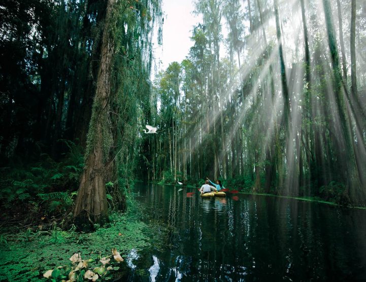 The Ritz-Carlton Orlando, Grande Lakes Resort - Orlando, FL, USA - Florida Everglades Kayaking