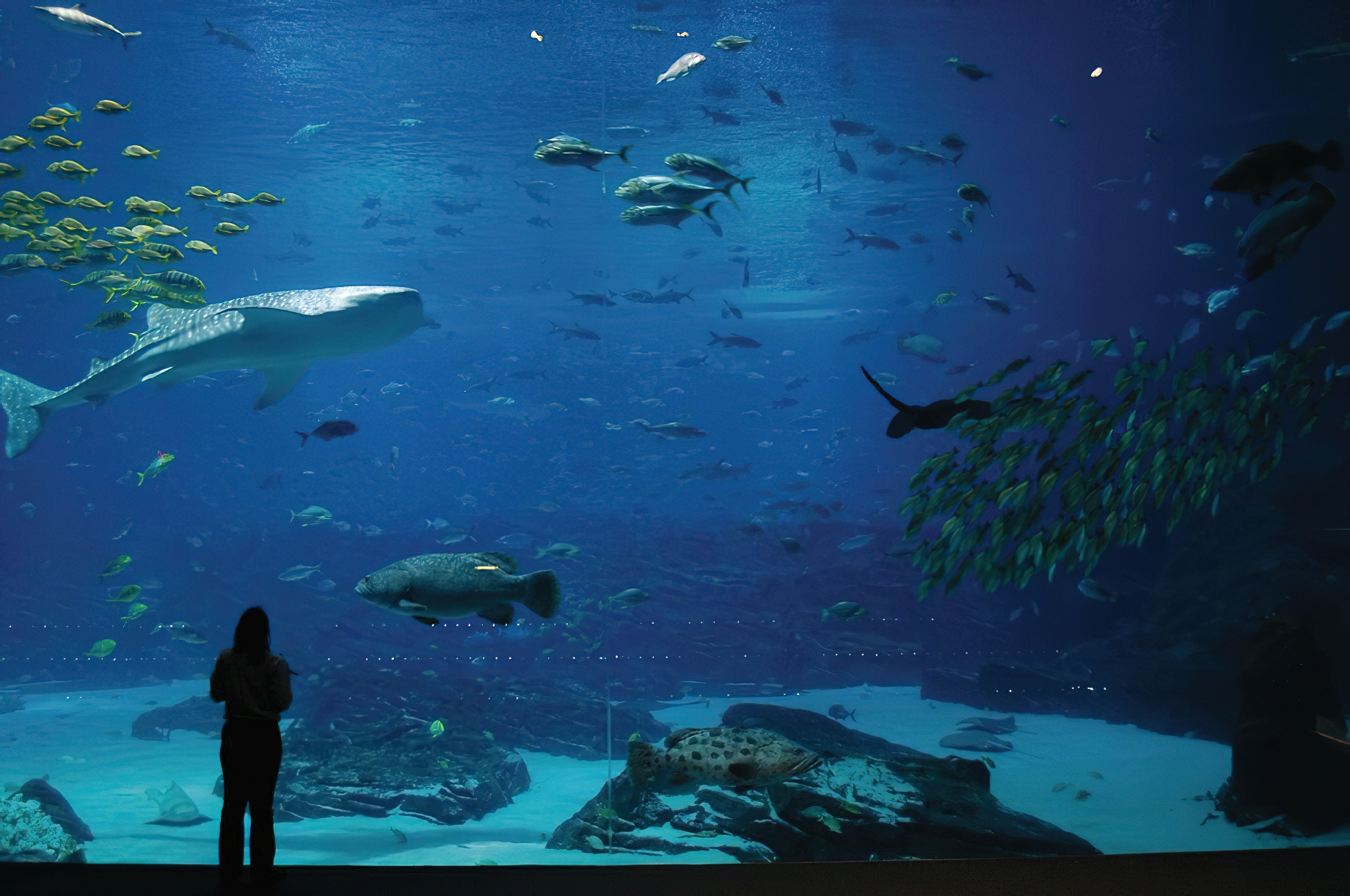 The Ritz-Carlton, Atlanta Hotel – Atlanta, GA, USA – Georgia Aquarium