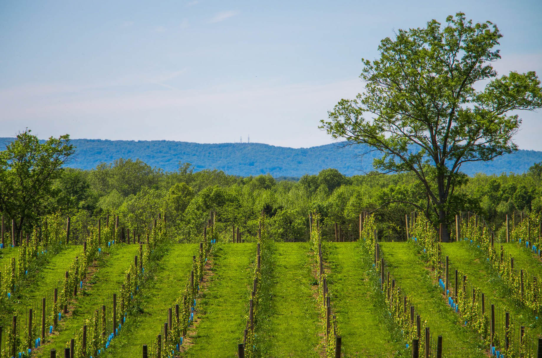 The Ritz-Carlton, Tysons Corner Hotel – McLean, VA, USA – Bull Run Winery Northern Virginia
