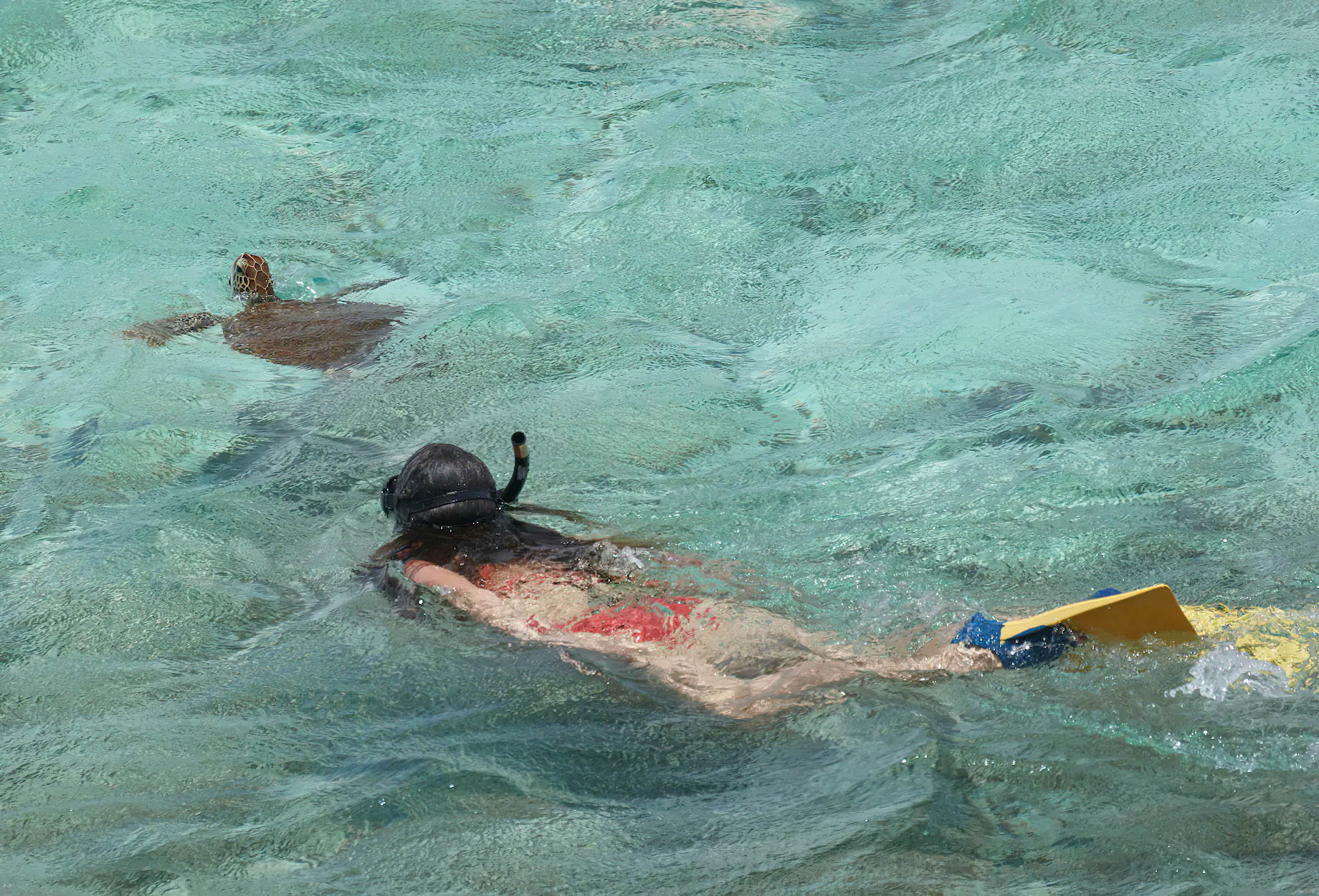Mandarin Oriental, Canouan Island Resort - Saint Vincent and the Grenadines - Snorkeling with Turtles