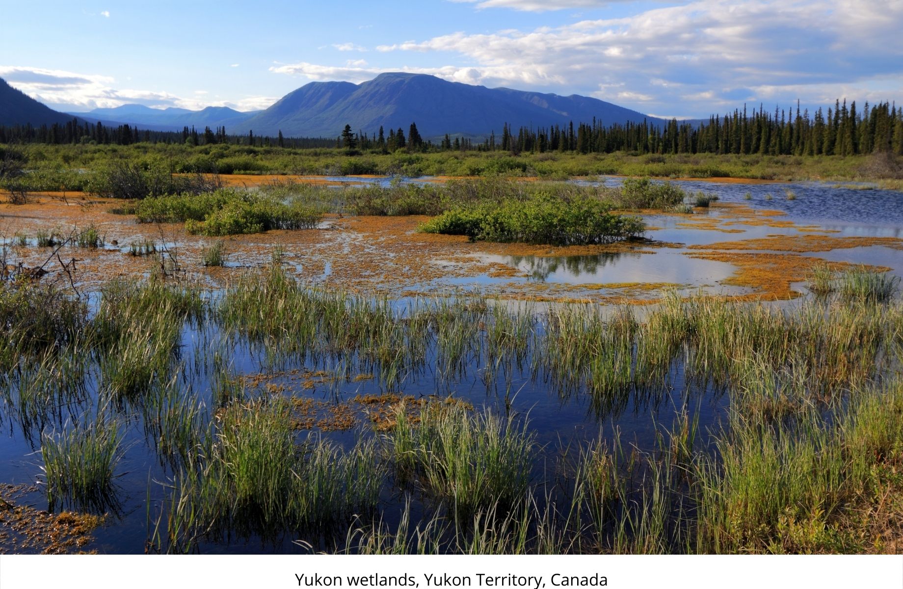 Yukon wetlands, Yukon Territory, Canada