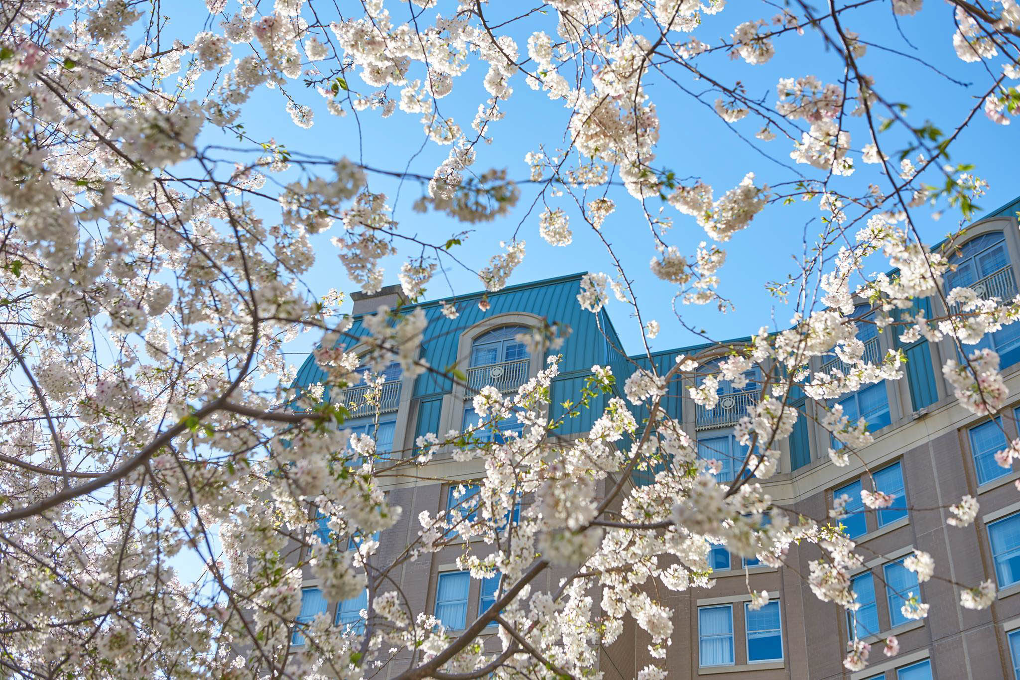 Mandarin Oriental, Washington D.C. Hotel – Washington DC, USA – Hotel Garden View