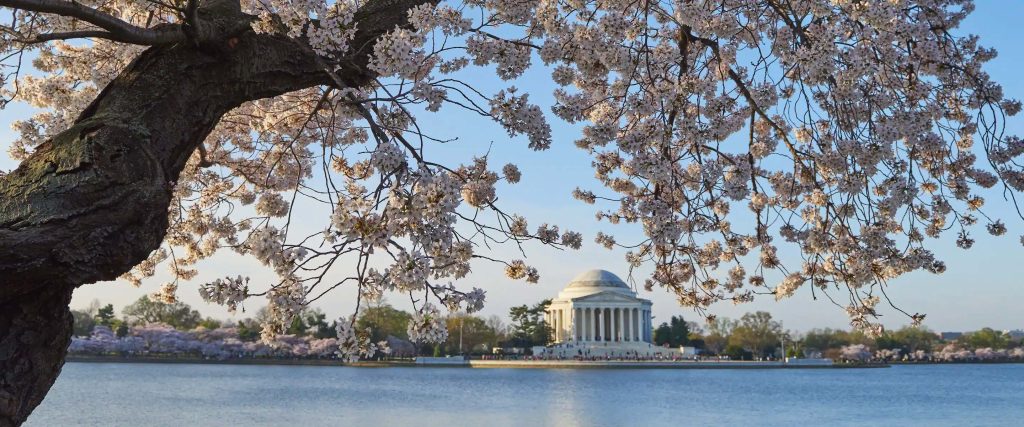 Mandarin Oriental, Washington D.C. Hotel - Washington DC, USA - Cherry Blossoms Monument View