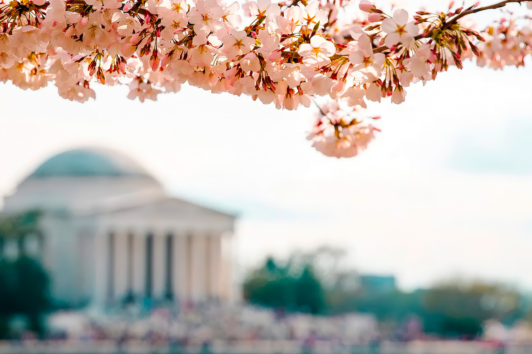 Mandarin Oriental, Washington D.C. Hotel - Washington DC, USA - Cherry Blossoms Monument View